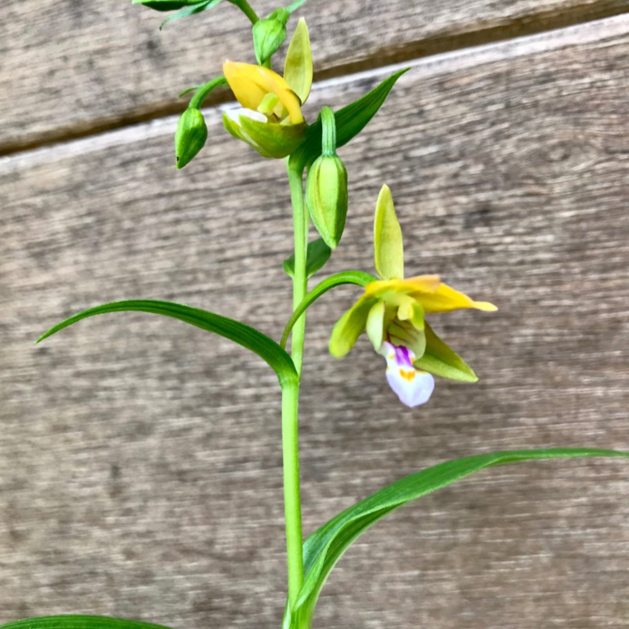 山野草・カキラン苗！画像の斑入り株お届けいたします！一株にて2芽です。ラン苗 imgrc0095905630.jpg