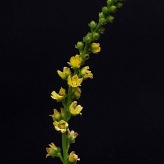 ����ߥ��ҥ�