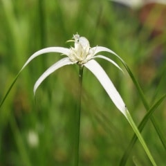 ���饵������ĥ�