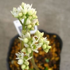 ������祦���� ðĺ�� ������