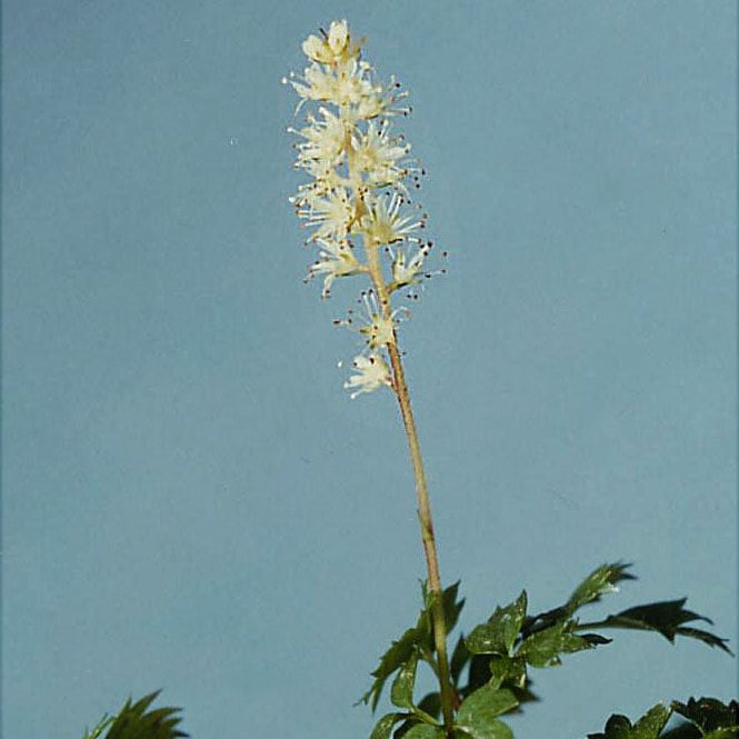 タンナチダケサシ販売通販