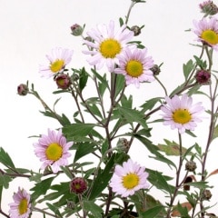 ���祳��ʥ�����Υ���