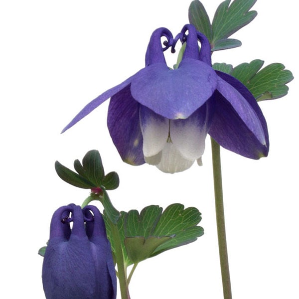 山野草　千島産　瑠璃オダマキ　6号鉢植え チシマルリオダマキ-北海道の山野草・宿根草・高山植物販売専門