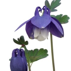 ���������ޥ�