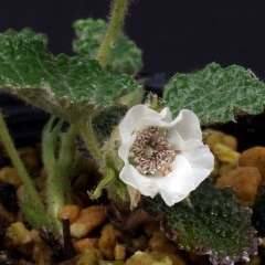 �ȥ���ҥᥤ����