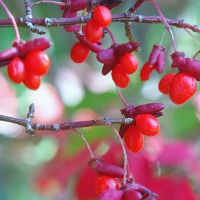 ニシキギ 錦木販売通販