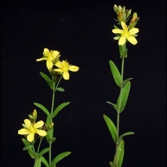 �ե����ȥ���