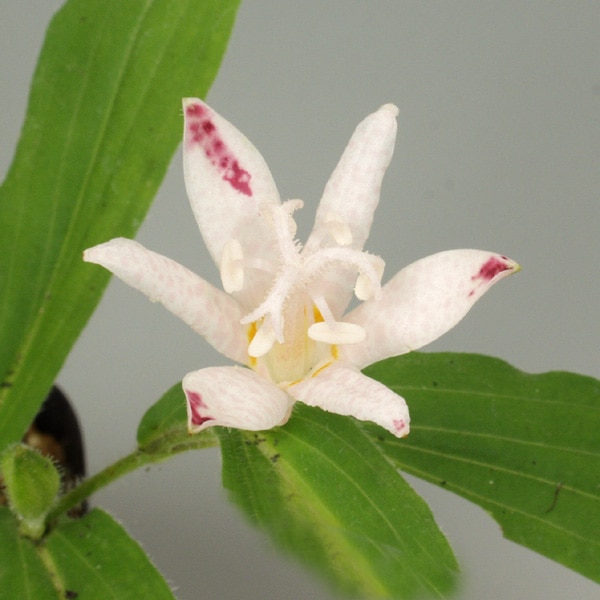 ホトトギス 妖精 販売通販