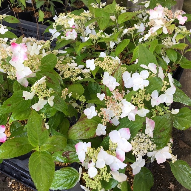紅 クレナイ 山紫陽花 ヤマアジサイ R8年花芽1つ販売通販