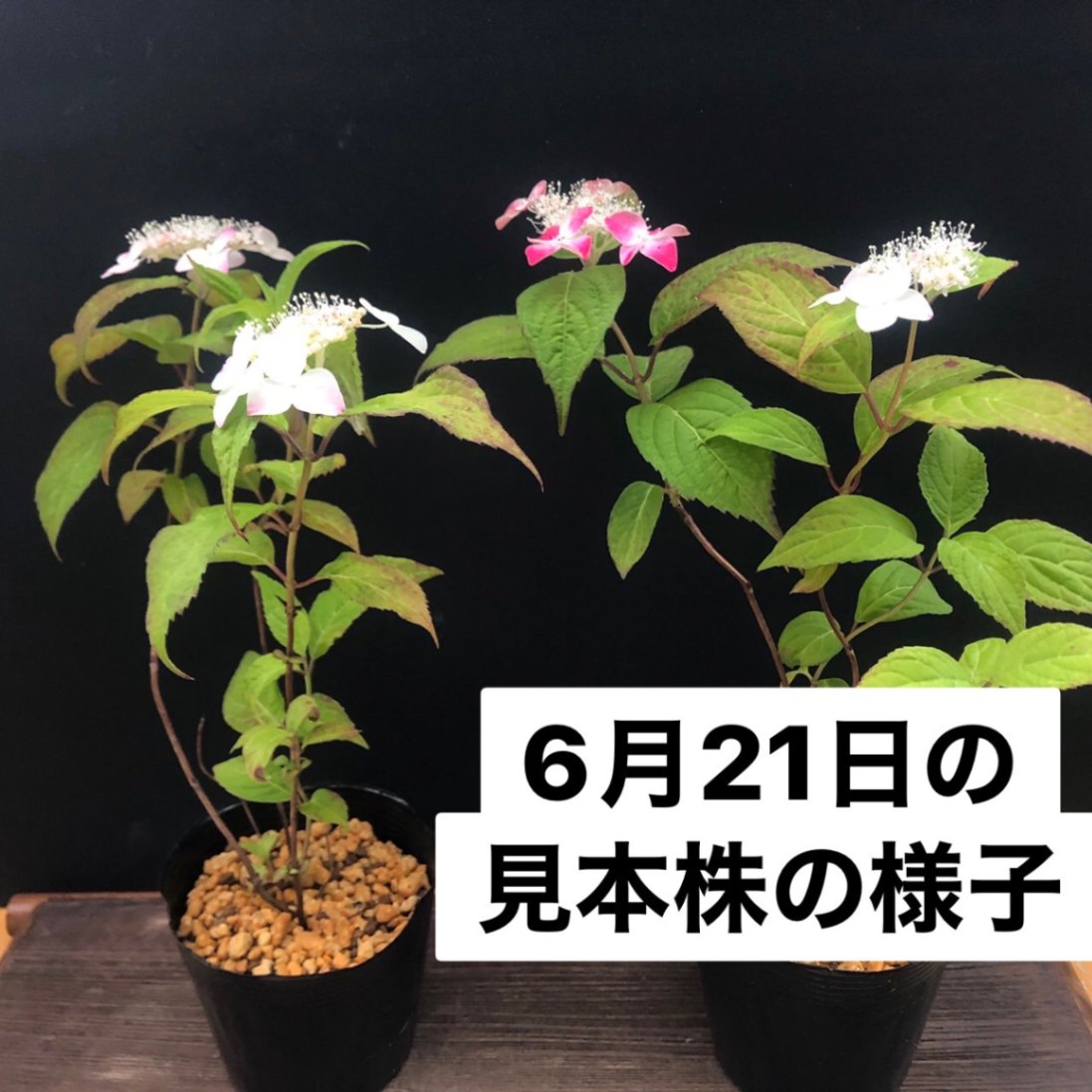 66.　山紫陽花　紅　ヤマアジサイ　クレナイ　抜き苗 紅 クレナイ 山紫陽花 ヤマアジサイ R8年花芽なし販売通販