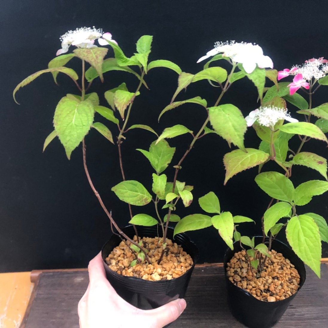 紅 クレナイ 山紫陽花 ヤマアジサイ販売通販
