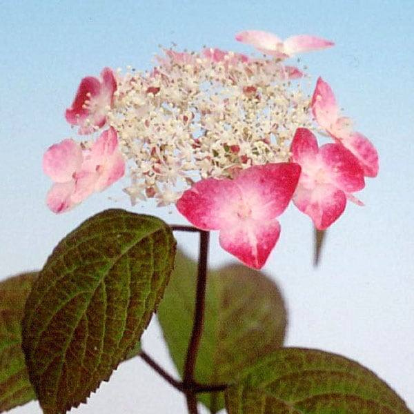 紅 クレナイ 山紫陽花 ヤマアジサイ R8年花芽なし販売通販