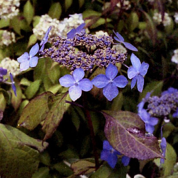 黒姫 クロヒメ ヤマアジサイ R7花芽無し販売通販