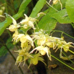 ���֥����꥽��