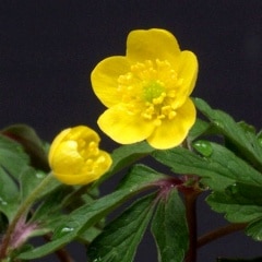 ���֥ҥᥤ����