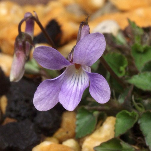屋久島タチツボスミレ販売通販