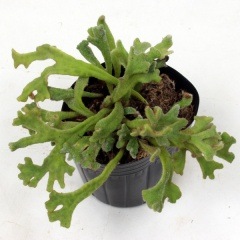 ��ҥӥ����ɥ���