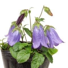 ������祦