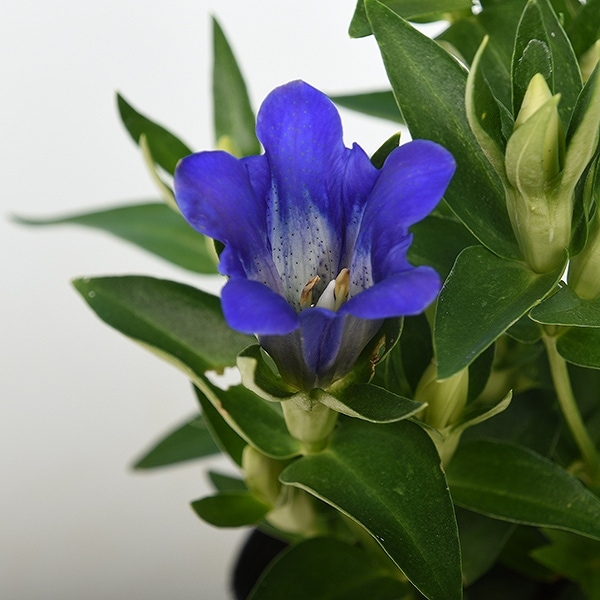 165円 SALENEW大人気! 山野草苗 リンドウ紫花実生苗 165円 SALENEW大人気! 山野草苗 リンドウ紫花実生苗