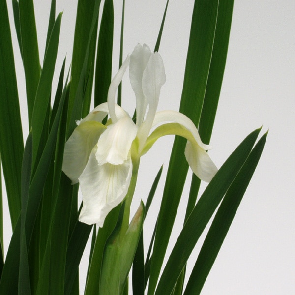 白花アヤメ販売通販