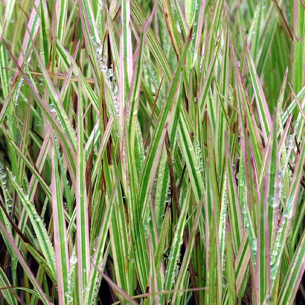 山野草、津軽紅斑入り実生品 山野草、斑入り濃色紅花ヤマシャクヤク（津軽紅）の実生品。