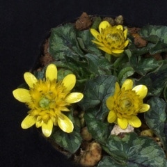 ɱ��奦���󥫡�������å�