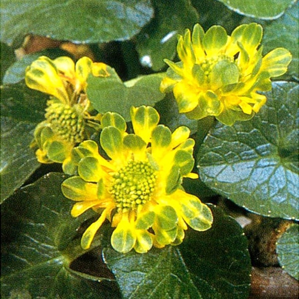 姫リュウキンカ ラガムフィン販売通販