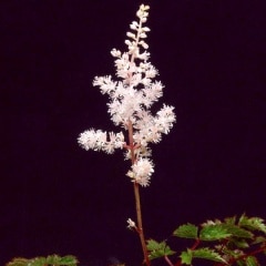 �ٻΥ������祦��