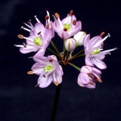 ʿ�ͥ��ȥ�å���