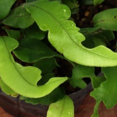 �Ѳ��եإ饷��