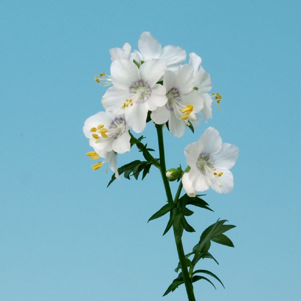 白花ハナシノブ販売通販