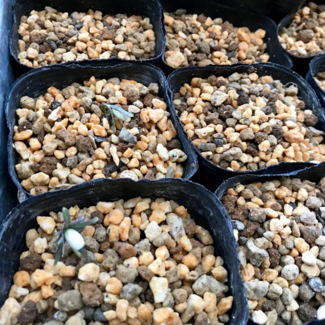 セツブンソウ 節分草 2026年開花終わり販売通販