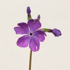 Mucha 桜草 Amazon.co.jp: 新額アルフォンスミュシャ 「桜草」 財団エンボス