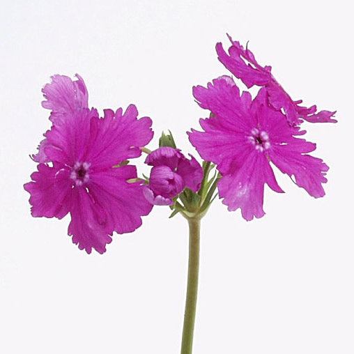 桜草（ニホンサクラソウ）銘品 竜田の夕販売通販