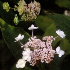 八重咲タマアジサイ 玉紫陽花販売通販