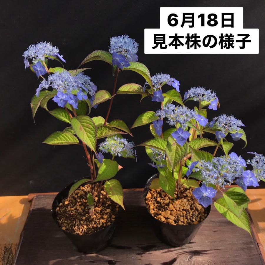 稀少ヤマアジサイ 苗 星の雫 山アジサイ 星のしずく R8年花芽無し販売通販