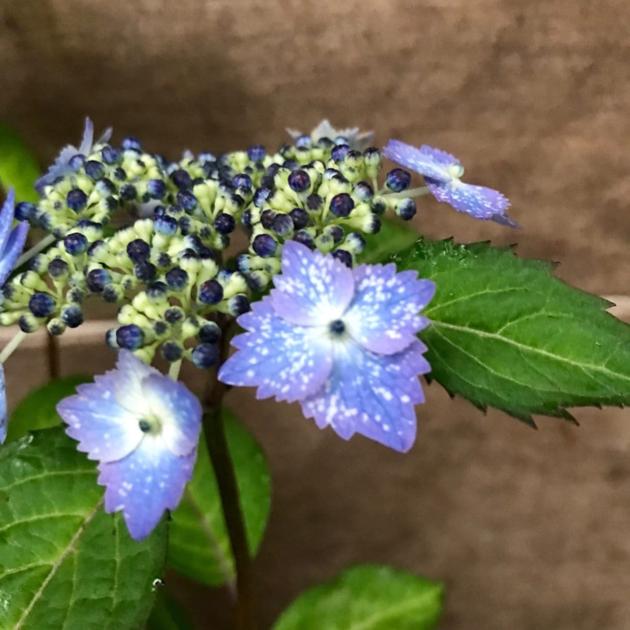 稀少ヤマアジサイ 苗 星の雫 山アジサイ 星のしずく販売通販