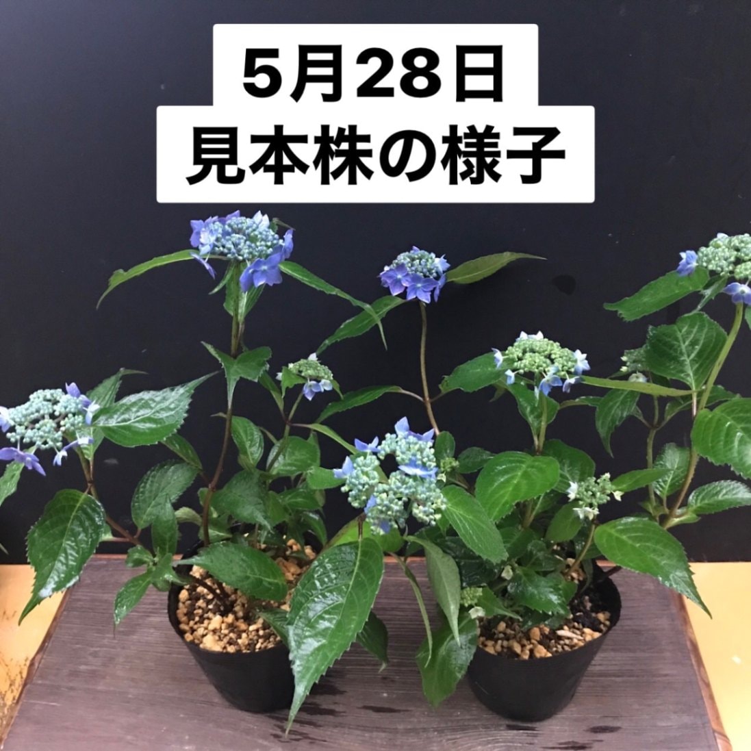 紫陽花アフロ抜き苗1本コメントページ