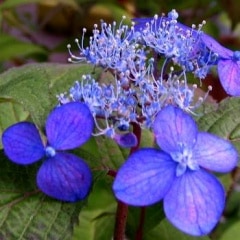  ҥ奦󥸥祦 ޥ Rǯֲʤ Rǯָ߳