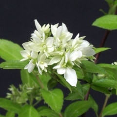 ϻ�òֳޡʥ��å����ϥʥ�����