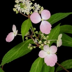 ������Į �ҥ奦�����ޥ�