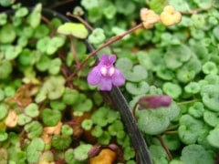 ɱ�����󥫥���