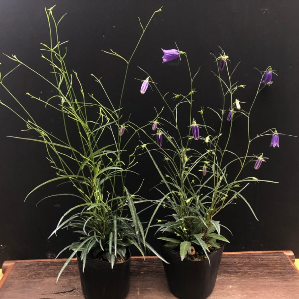 岩沙参 イワシャジン 紫花販売通販