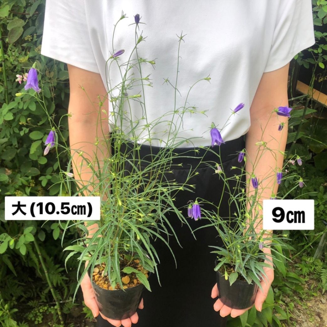 岩沙参 イワシャジン 紫花販売通販