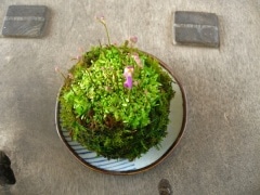 ���ꥪ�ͥ����ݶ�