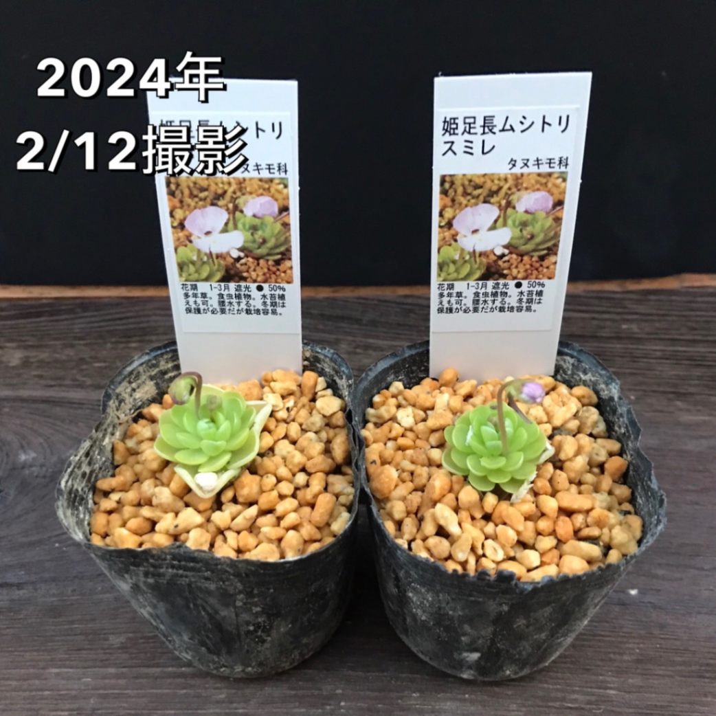 姫足長ムシトリスミレ販売通販