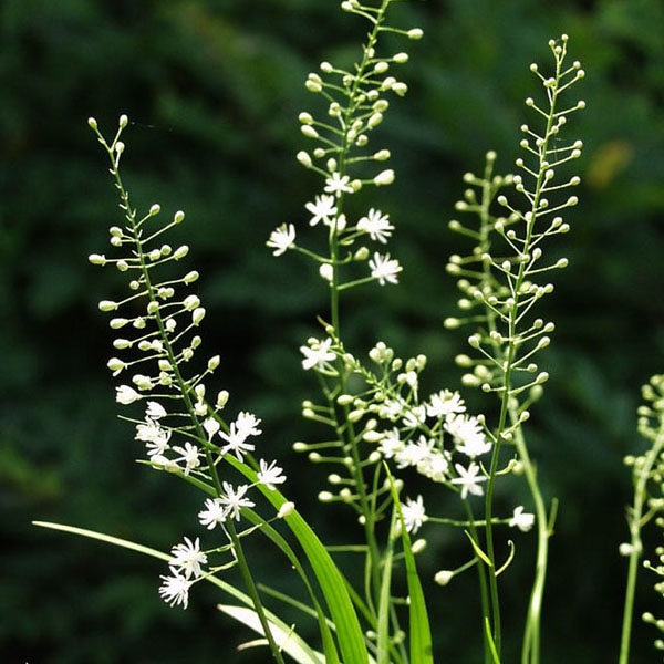 野州花石菖 ヤシュハナセキショウ販売通販