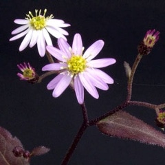 ���襹�ߥ����ޥ����������򻳵�