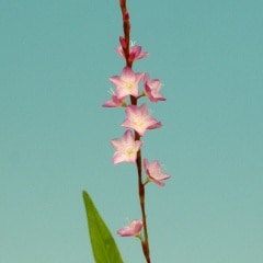 ǻ�������饿��