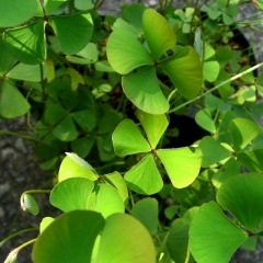 �ʥ󥴥��ǥ󥸥��� ����Ļ���